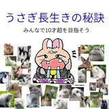 うさぎの寿命と長生きの秘訣