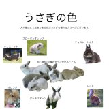 うさぎのカラー