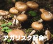 画像3: うさぎ えさ アガリクス配合 高齢健康食シルバニ400g (3)