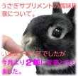 画像10: うさぎ のど鼻用心  リジャーブタブレット20g (10)