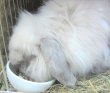 画像7: うさぎ えさ アガリクス配合 高齢健康食シルバニ400g (7)