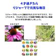 画像10: うさぎ エキナセア配合サプリメント リジャーブタブレット120g (10)