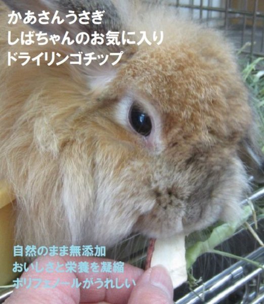 画像4: 5%OFF うさぎ 健康おやつ りんごドライチップス 50g  (4)