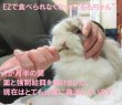 画像6: うさぎファンクラブ 強制給餌 粉末フード60g うさぎさんの栄養補給に (6)