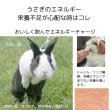 画像2: うさぎ 粉末栄養補助食品うさエネパワー10g 高栄養・高繊維質で消化吸収の良い粉末タイプの栄養補助食 (2)