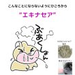 画像3: うさぎエキナセアパウダー10g 飲ませるサプリメント ごはんにふりかけるだけ簡単便利 (3)
