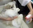 画像4: 除菌“うさっきんぐ”+消臭“うさふれっちゅ” Wパワー除菌消臭 うさふれっきんぐ (4)