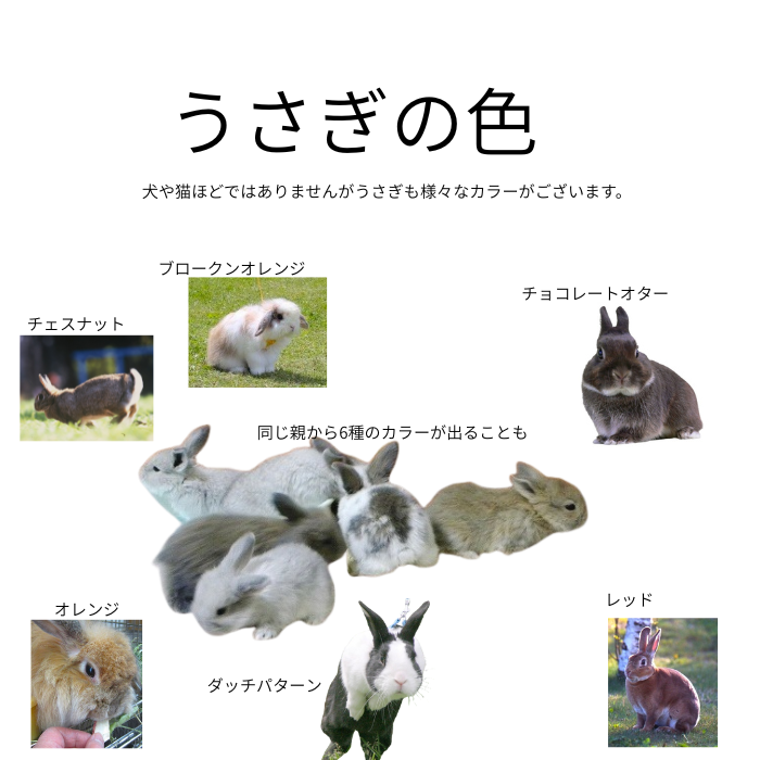うさぎのカラー
