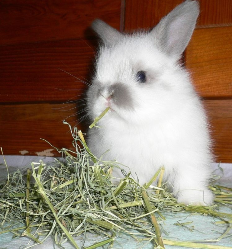 うさぎの健康牧草ティモシー一番刈り